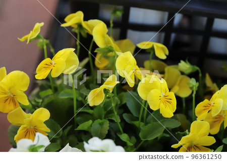 Viola colorful flowers blooming in Japanese autumn garden Viola colorful flowers blooming in Japanese autumn garden 96361250