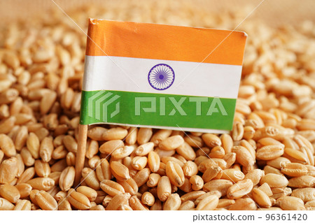 India on grain wheat, trade export and economy concept. India on grain wheat, trade export and economy concept. 96361420