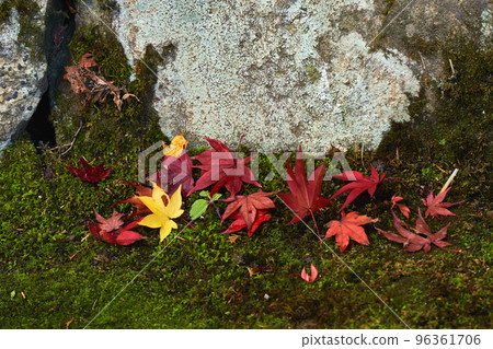 Autumn leaves on the mossy ground after the rain 96361706
