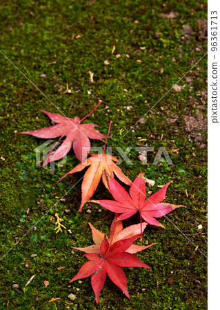 Autumn leaves on the mossy ground after the rain 96361713
