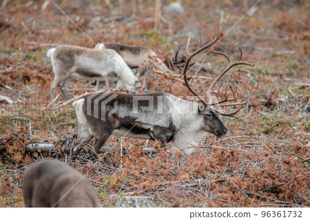 Reindeer Rangifer tarandus Herd and young calf spotted in northern part of Swedish Lappland Sweden jokkmokk Reindeer Rangifer tarandus Herd and young calf spotted in northern part of Swedish Lappland Sweden jokkmokk 96361732