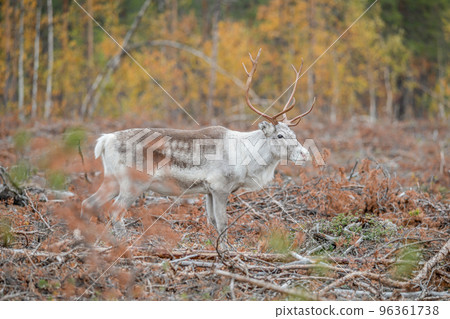 Reindeer Rangifer tarandus Herd and young calf spotted in northern part of Swedish Lappland Sweden jokkmokk 96361738