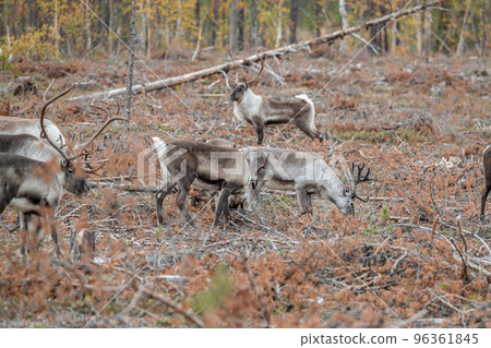 Reindeer Rangifer tarandus Herd and young calf spotted in northern part of Swedish Lappland Sweden jokkmokk 96361845