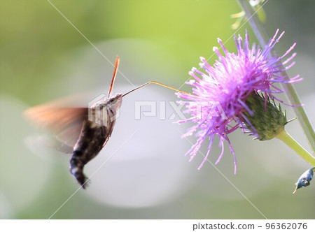 徘徊在花中吸取花蜜 96362076