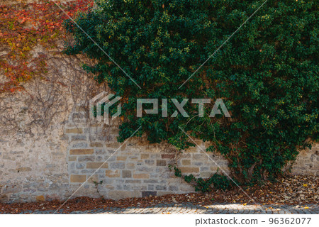Green Vegetation On An Old Brick Wall. Ivy Beautiful Shape. Grungy Brick Wall Overgrown By Ivy Warm Tint. Brick Wall With Beautiful Green Ivy Foliage On The Side 96362077