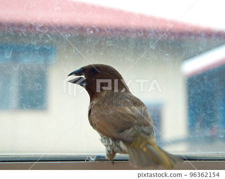Bird at the glass window Bird at the glass window 96362154
