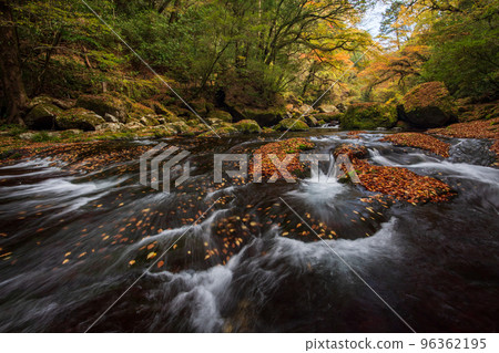 Beautiful scenery of the Kikuchi Gorge with beautiful autumn colors in autumn Beautiful scenery of the Kikuchi Gorge with beautiful autumn colors in autumn 96362195