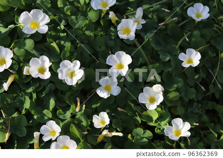 開花在日本秋天庭院裡的白色酢漿草花 開花在日本秋天庭院裡的白色酢漿草花 96362369