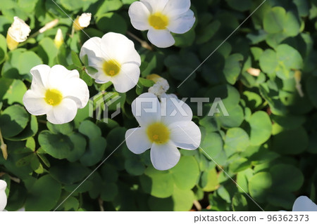 開花在日本秋天庭院裡的白色酢漿草花 96362373
