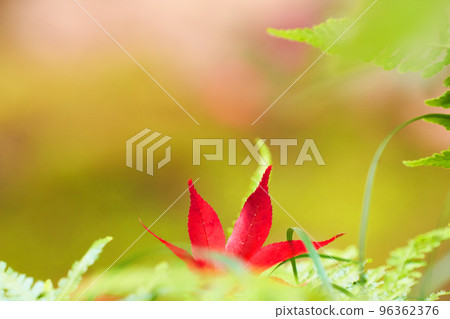 Grassy maples and transmitted light 96362376