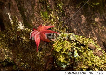 Red fallen leaves in the mossy mountains 96362377