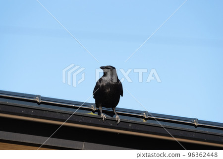crow on the roof crow on the roof 96362448