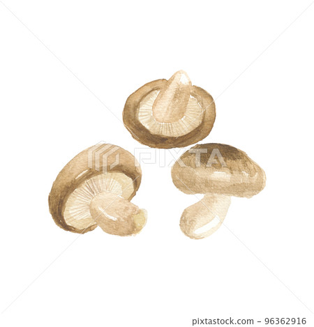 Shiitake mushroom shiitake 96362916