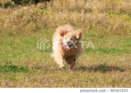 Large dog golden retriever running on the seaside meadow Large dog golden retriever running on the seaside meadow 96363103
