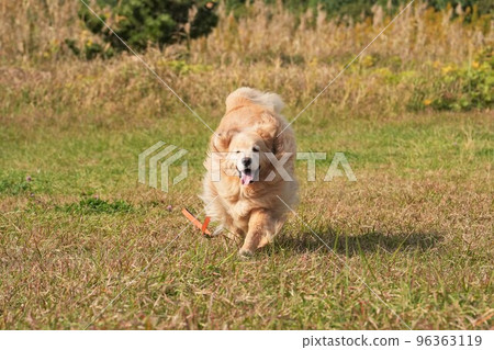 跑在海邊草甸的大狗金毛獵犬 96363119