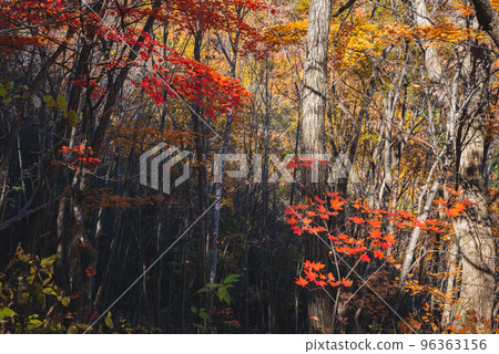 大熊山登山路線【森林道路大熊黑澤線】 大熊山登山路線【森林道路大熊黑澤線】 96363156