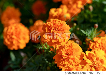 Marigold  96363513
