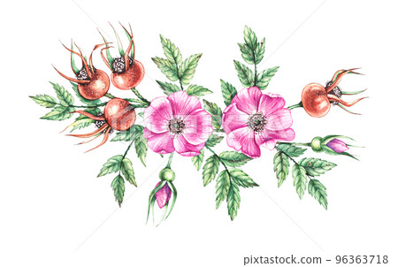 Watercolor rosehip on a white background - Stock Illustration [96363718 ...