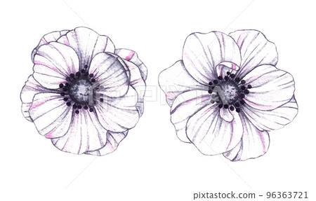 Watercolor set of white anemone flowers with flowers on a white background 96363721