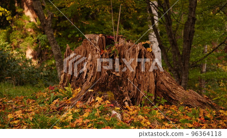 stump dyed in autumn stump dyed in autumn 96364118