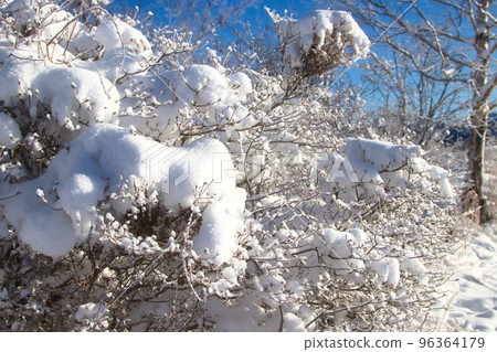 snow covered trees snow covered trees 96364179