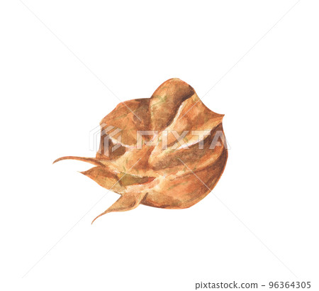Physalis fruit berry. Groundcherries, Inca berry, Cape gooseberry. Watercolor illustration. Physalis fruit berry. Groundcherries, Inca berry, Cape gooseberry. Watercolor illustration. 96364305