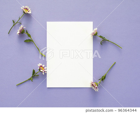 Chrysanthemum and card mock-up 96364344