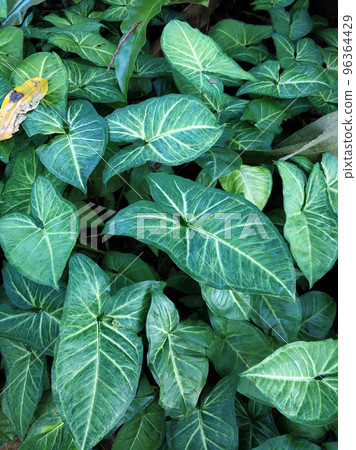 Plants in the jungle are large green leaves 96364429