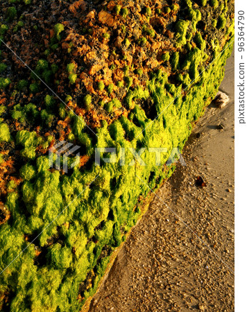 Large stones overgrown with green algae on a sandy beach near the ocean. The nature of the tropics. Large stones overgrown with green algae on a sandy beach near the ocean. The nature of the tropics. 96364790