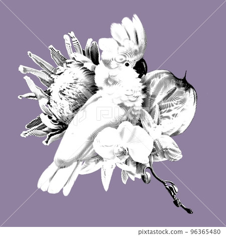 Graphic Bird of Paradise. Tropical bouquet. Pink cockatoo, protea, anthurium and orchids. realistic illustration. Graphic Bird of Paradise. Tropical bouquet. Pink cockatoo, protea, anthurium and orchids. realistic illustration. 96365480