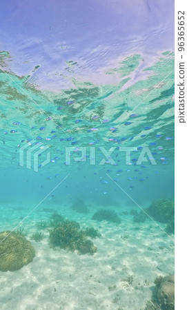 Debath damselfish in shallow waters of Aka Island Debath damselfish in shallow waters of Aka Island 96365652