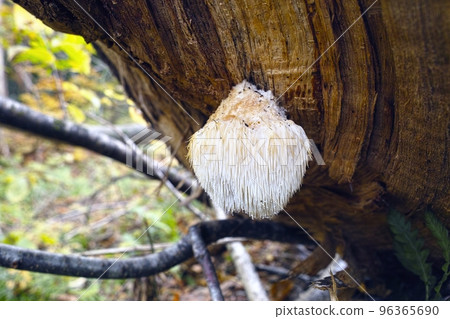自然Yamabushitake 96365690