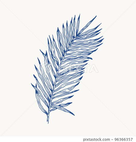 Palm leaves hand draw vintage engraving clip art isolated on white background. 96366357