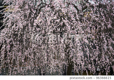 Weeping plum blossoms in full bloom 96366615