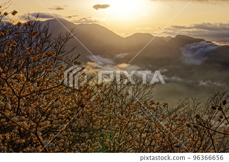 三葉山，丹澤山脈在黎明時三又開花時 96366656