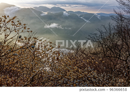 Mt. Mitsuba, Tanzawa mountain range at dawn when mitsumata blooms 96366658