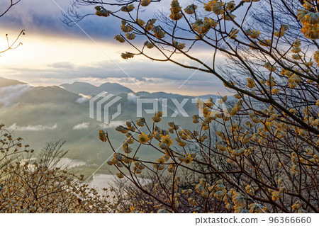 三葉山，丹澤山脈在黎明時三又開花時 96366660