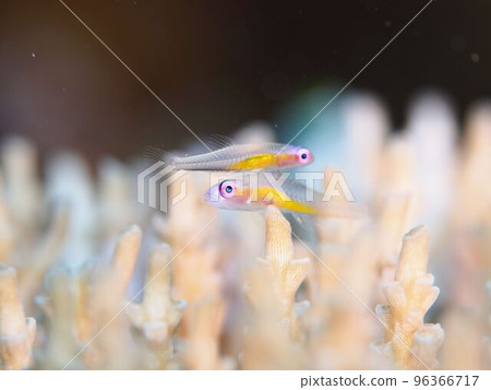 珊瑚中嬉戲的紅眼蝦虎魚④ 96366717
