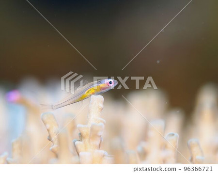 A red-eyed goby playing among the coral ① A red-eyed goby playing among the coral ① 96366721