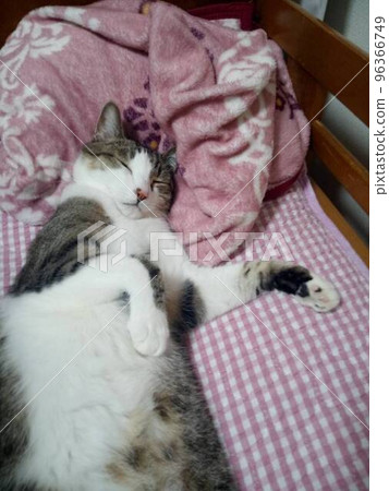 Like drunk? Cute pheasant cat with a human-like sleeping position Like drunk? Cute pheasant cat with a human-like sleeping position 96366749