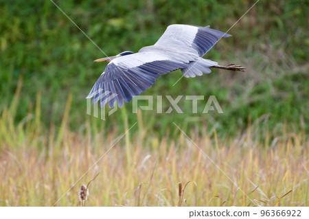 Gray heron heron / Japan 96366922