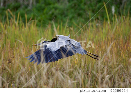 Gray heron heron / Japan 96366924