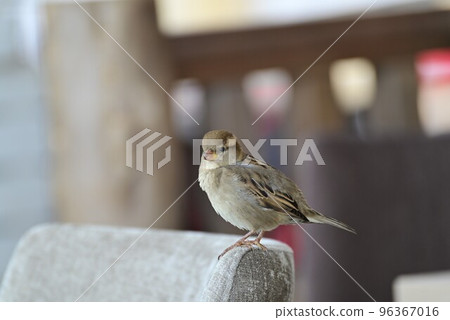Sparrow sitting on a chair as a closeup Sparrow sitting on a chair as a closeup 96367016