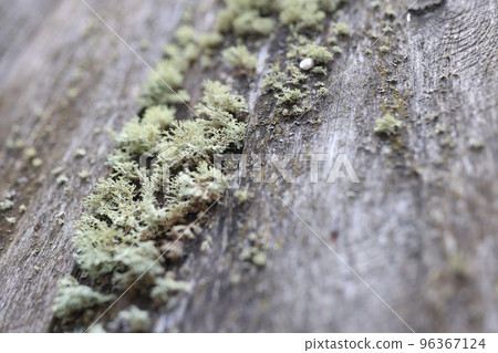 Textured wood surface with lichens colony. 96367124