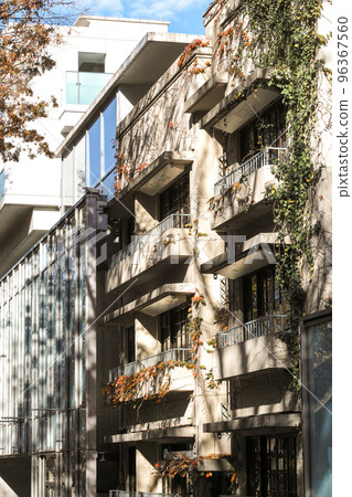 It is the scenery of Omotesando zelkova trees in winter 96367560