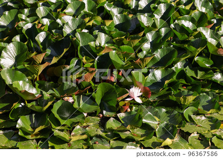 Abundant juicy green Nymphaea leaves reflecting summer sunlight and the white lily flower among them 96367586