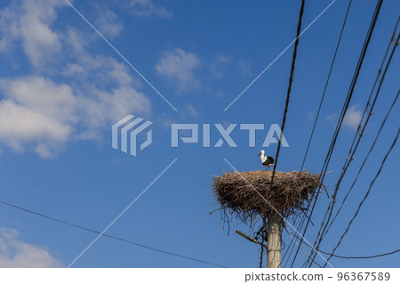 A lone stork (Ciconia ciconia) stands in a nest made on top of an electric pole against the blue sky 96367589