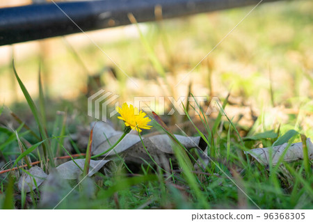 Dandelion Dandelion 96368305