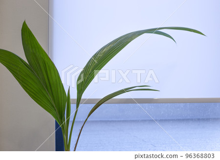 A houseplant with roller blinds white color in the background. A room with large windows and a terrace. Roller shades close-up on the window in the interior. Selective fokus. 96368803
