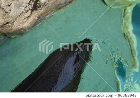 毛皮海豹 毛皮海豹 96368942